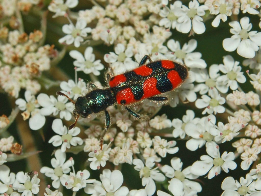 Trichodes leucopsideus